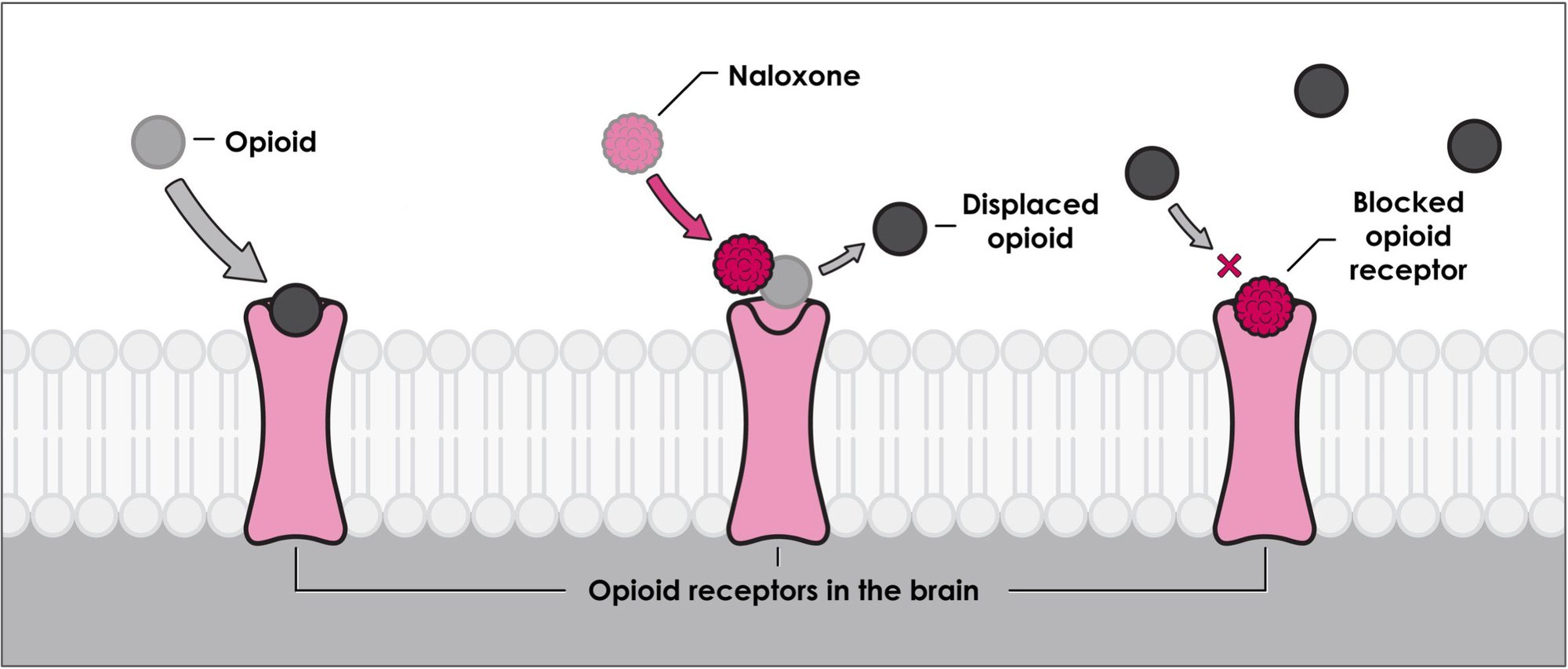 Naloxone mechanism of action. Opioids bind to opioid receptors. Naloxone displaces the opioid. Naloxone blocks the opioid receptor. Naloxone mechanism of action. Opioids bind to opioid receptors. Naloxone displaces the opioid. Naloxone blocks the opioid receptor.