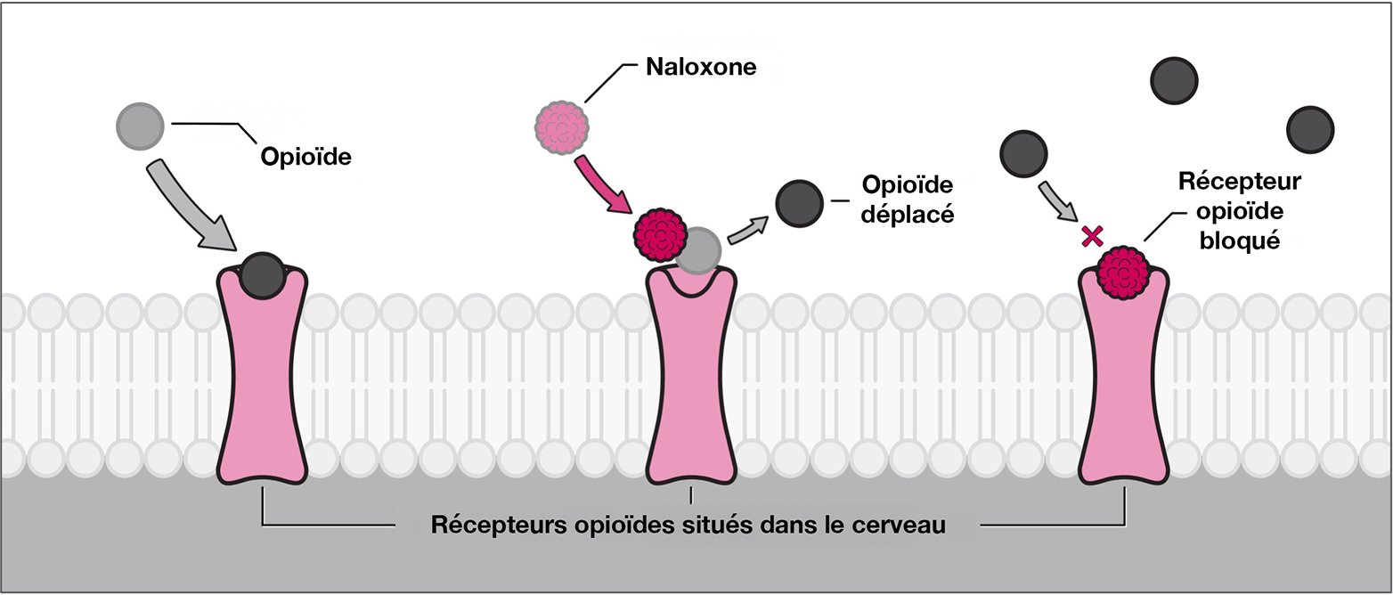 Mode d’action de la naloxone. Les opioïdes se fixent aux récepteurs opioïdes situés dans le cerveau. La naloxone agit en délogeant les opioïdes et en bloquant les récepteurs opioïdes Mode d’action de la naloxone. Les opioïdes se fixent aux récepteurs opioïdes situés dans le cerveau. La naloxone agit en délogeant les opioïdes et en bloquant les récepteurs opioïdes